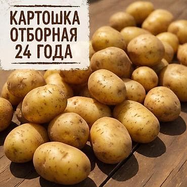 килем бишкек: Картошка Джелли, Чекене — 1