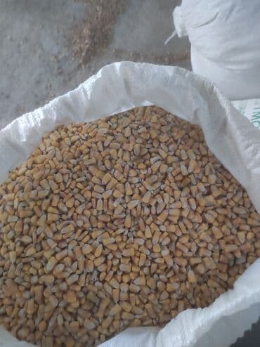 наполнители для кошек: Кукуруза Кургак мешоктолгон 20 тонна - Цельное сухое зерно — 3