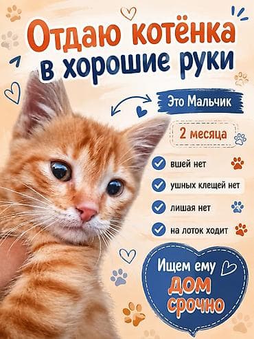 Вязка кошек: Кошка даром: Беспородная, 2 месяца, Девочка, Приучена к лотку — 3