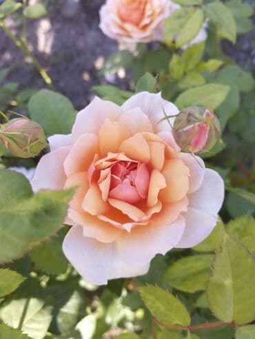 декоративные растения: Около 300 видов Саженцы садовых роз (разные сорта и окраски) - — 1