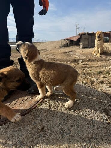 акустические системы ugreen колонка в виде собак: Кучуктор сатылат Кыргыз доботтун кучуктору сатылат Ысс-Кол областы — 4