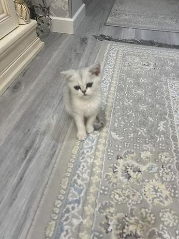 сиамский кот: Британский котёнок серебристого окраса (chinchilla/silver shaded). - — 7