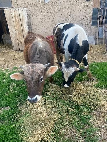 продажа собак в бишкеке: Продаю | Бык (самец) — 3