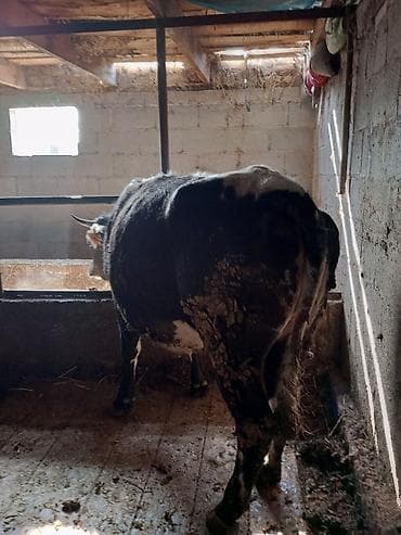 карова талас: Продаю | Корова (самка), Тёлка — 4