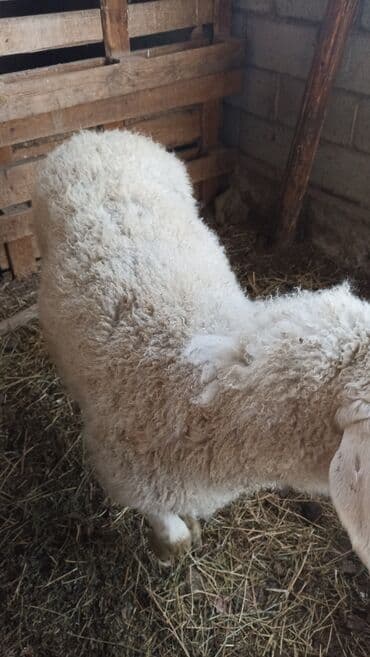 дом для кош: Продаю | Овца (самка) | Для разведения | Матка — 7