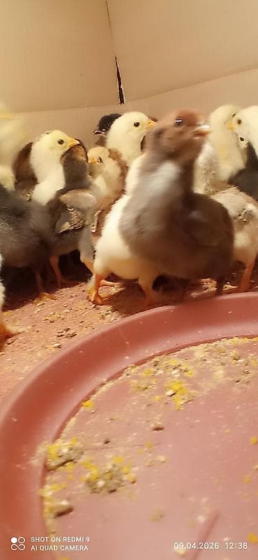 мышык бишкек: Цыплята продаётся. Жөжөлөр сатылат баасы 80сомдон 3-4кундук премерно — 10