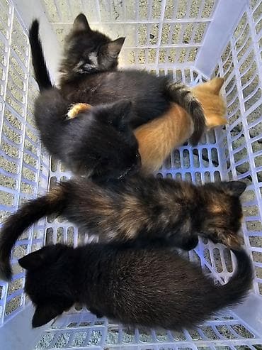 Продажа кошек: Котята, помет из 5 малышей. Особенности: - Окрас на выбор: чёрный — 2