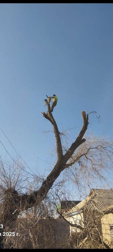 работу разнорабочий: Спил дерево Профессиональные высотные работы по деревьям удаление — 3