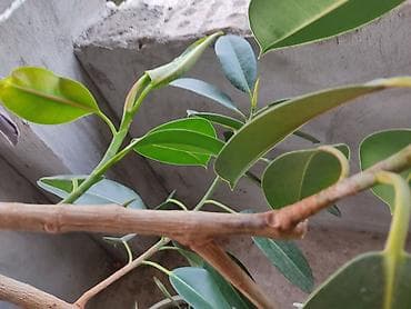 лимоны купить: 🪴🌵🌱 — 5