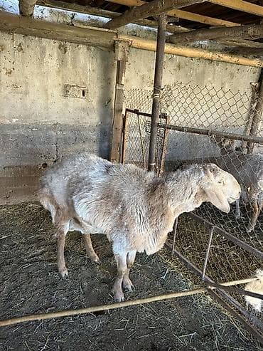 спаниель рабочий: Продаю | Овца (самка) | Для разведения | Матка — 3