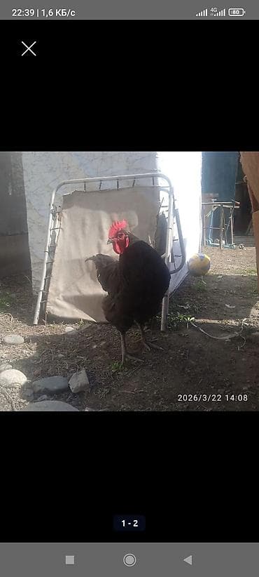 Продаю | Петух | Для разведения