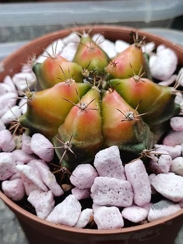 цветы кактус: В продаже радужные Гимнокалициумы (Gymnocalycium) с яркой жёлтой — 4