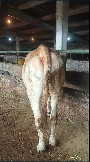 лошадь самка: Продаю | Корова (самка) | Полукровка | На забой | Привязанные — 5