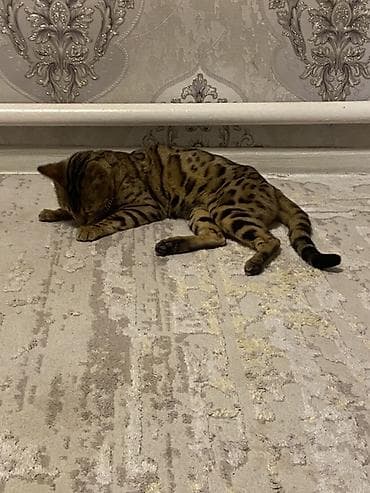 Бенгальская, 11 месяцев, Девочка, Приучена к лотку — 2