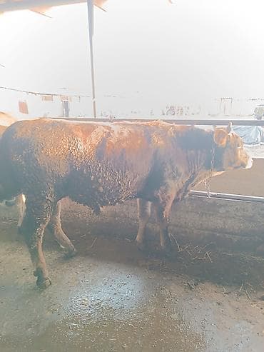 Собаки: Продаю | Бык (самец) | На откорм | Привязанные — 7