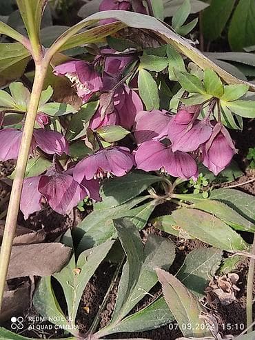 продаю постельное бельё: Морозник. Цветы. Первоцвет. Многолетник. Зимует без укрытия, может — 2