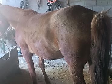 Продаю | Кобыла (самка) | Рабочий | Мерин