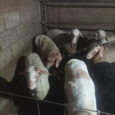 племенные коровы молочные купить: Продаю | Овца (самка) | Для разведения — 1