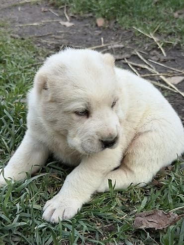 купить немецкую овчарку: Предлагаются к бронированию щенки Алабая! Щенки родились 27 января, 2 — 4