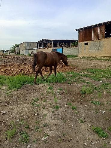 ат алам: Продаю | Кобыла (самка) | Дончак | Рабочий | Племенные — 6