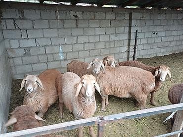 собаки малинуа: Продаю | Овца (самка) | Для разведения | Матка — 2