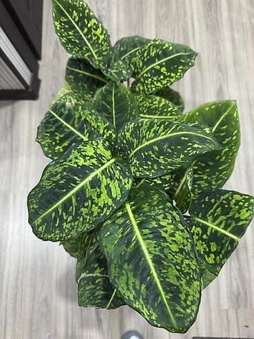 цветок разновидность молочая: Диффенбахия «Camouflage» (декоративно-лиственное комнатное растение) — 1