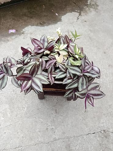 Үй жана бакча: Tradescantia (традесканция) в горшке — микс из нескольких сортов — 2