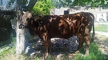 корги собака купить: Продаю | Корова (самка) | Для молока | После отела — 3