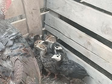 Продаю индюшат с мамой по 950 . В общем 16 штук