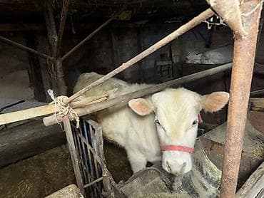 Коровы, быки: Продаю | Бык (самец) | Аулиекольская | На откорм | Привязанные — 1
