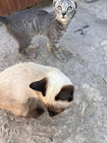 малинкий кошка: Котята разного окраса - Полосатые короткошёрстные котята с — 4