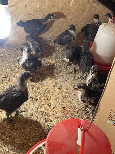 Продаю | Цыплята | Домашняя | Для разведения at lalafo.kg Продаю | Цыплята | Домашняя | Для разведения