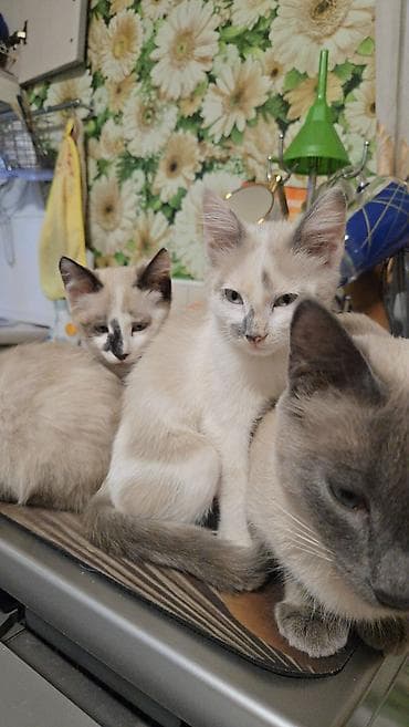 шотландская шоколадная кошка: Кошка даром: Сиамская, 3 месяца, Девочка — 7