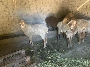 сельскохозяйственные животные продажа: Продаю | Баран (самец) | Матка — 5