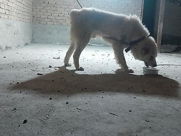 Ит бекер берем: Щенки/молодые собаки крупной породы (тип алабая/овчарки) с густой — 3