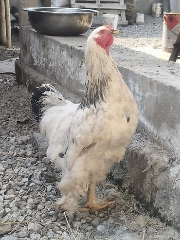 купить яйцо инкубационное бройлера: Продаю | Петух | Брама | Для разведения — 3