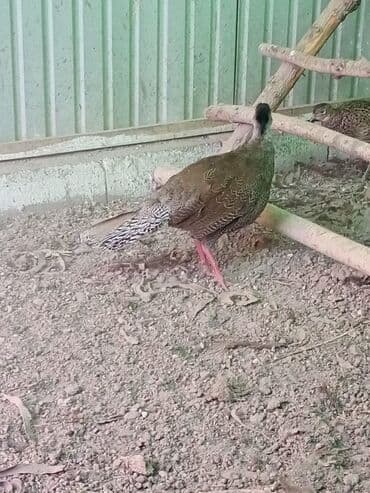 корм для фарели: Продам серебряных фазанов молодых и взрослых — 5