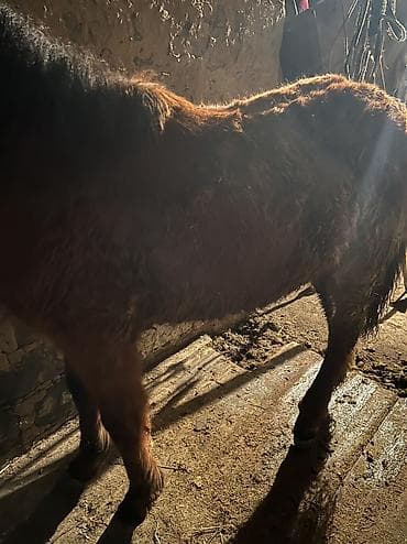 кой ош: Продаю | Кобыла (самка) | На забой — 1