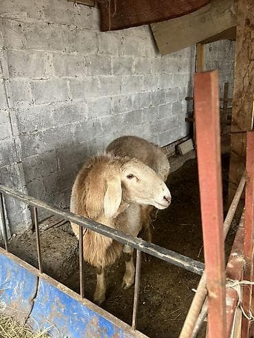 страус цена: Продаю | Овца (самка) | Для разведения — 3