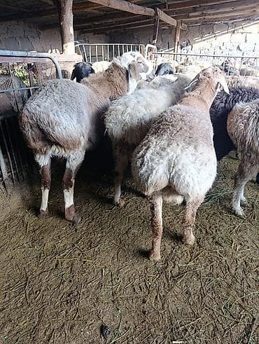 красно степная: Продаю | Баран (самец) | Гиссарская | На забой — 3