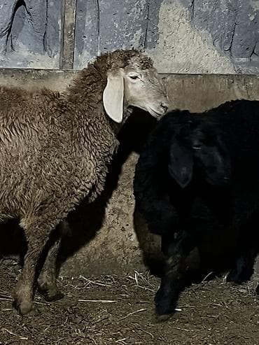 сена тук: Продаю | Баран (самец) | Для разведения — 7