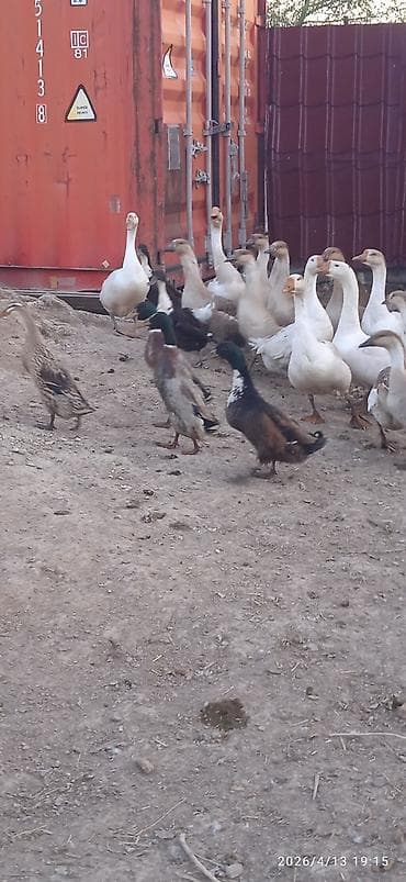продажа утят: Гусей продаю Гуси и утки – домашнее поголовье смешанных пород - На — 8