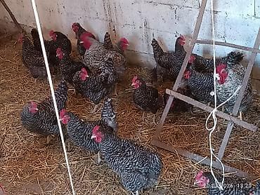 китайская шелковая: Продаются суточные цыплята породы Плимутрок Цена120 сом — 6