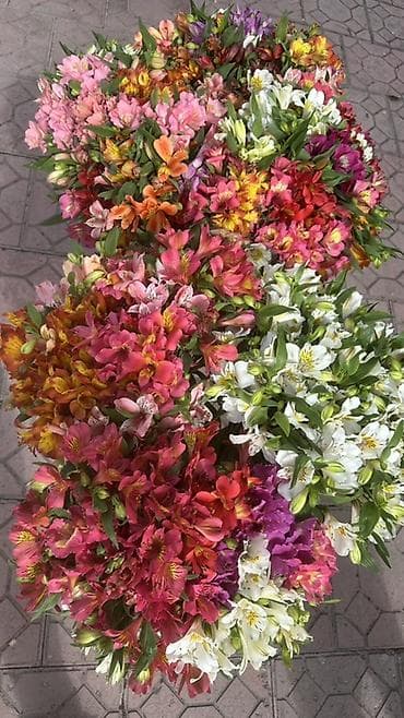 пишущая машина: Альстромерии местный свежий срез — 3