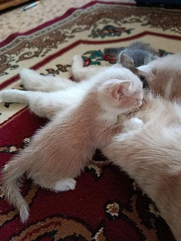 мышык кошка: Котята скоро будут готовы к переезду в новый дом! Все домашние от — 8