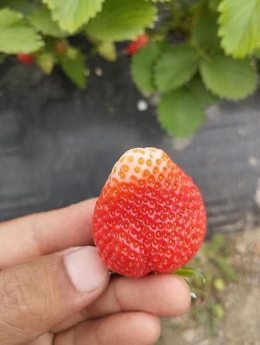 клубника ягода: Клубника — 3