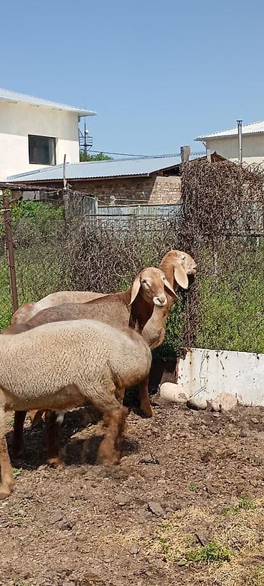 лягушки живые: Продаю | Ягненок | Для разведения | Племенные — 9