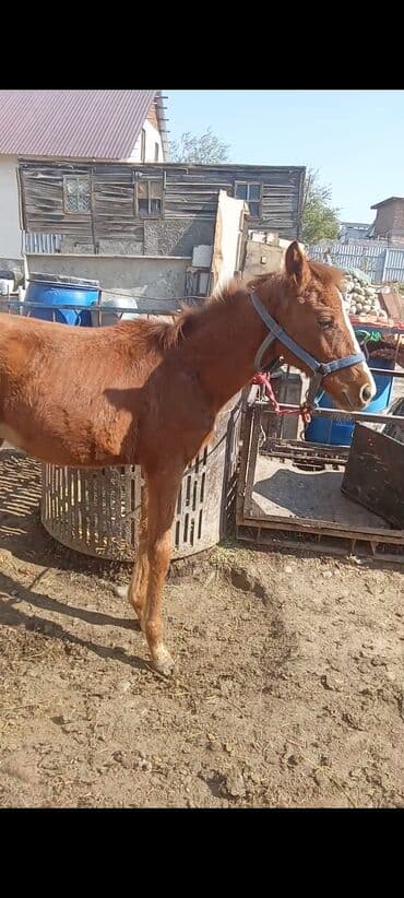 продать кошку: Продаю | Жеребенок | Для разведения — 2