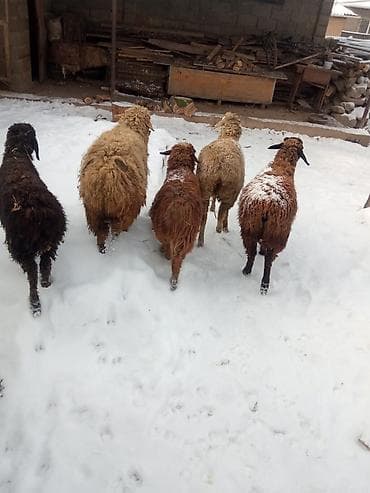 Зоотовары: Продаю | Овца (самка) | Полукровка | Для разведения — 5