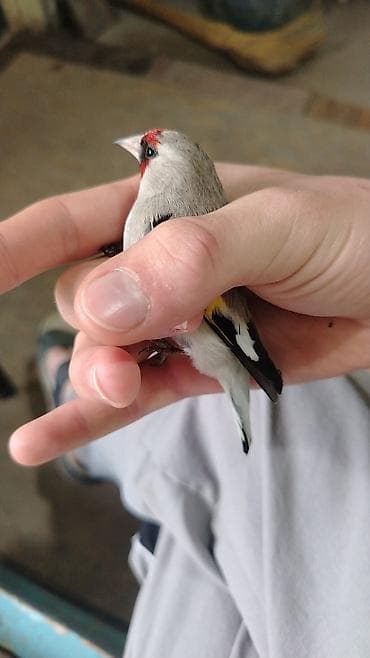 гигант кролик: Продаю | Крольчата | Для разведения — 1